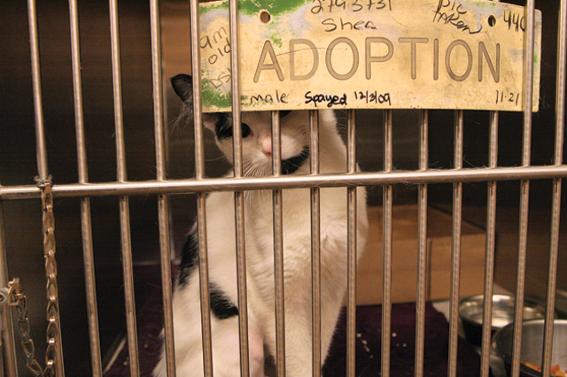 Animal euthanasia: Easy solution, difficult problem